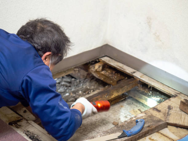 Best Residential Mold Removal  in Deale, MD