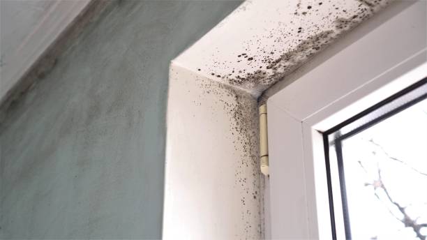 Best Black Mold Removal  in Deale, MD