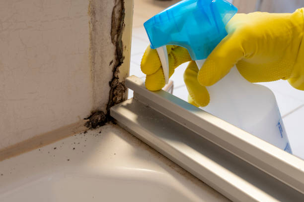 Best Certified Mold Removal  in Deale, MD