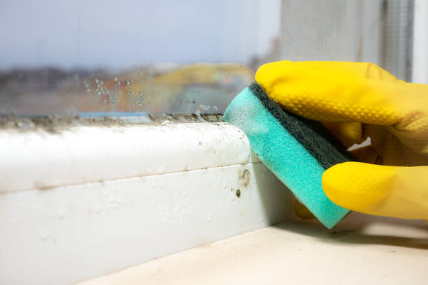 Best Mold Remediation  in Deale, MD