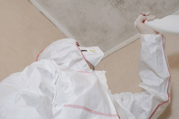 Best Mold Testing and Removal  in Deale, MD